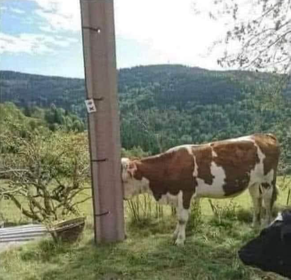 Cows Aren’t Real